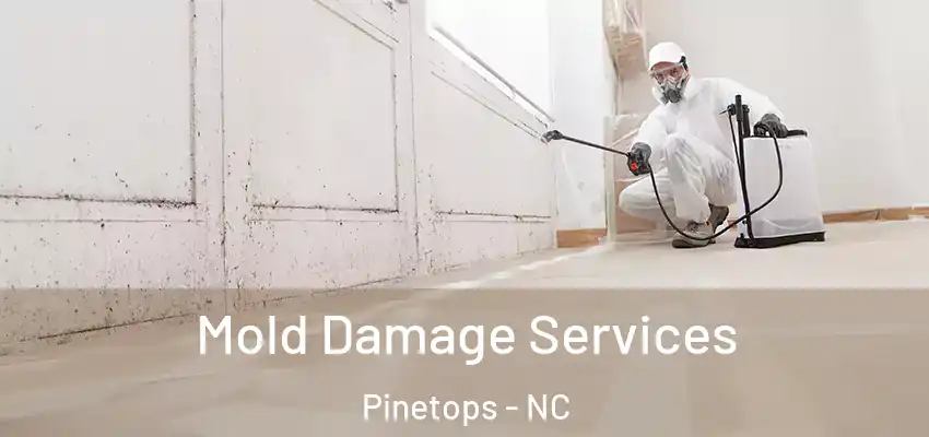  Mold Damage Services Pinetops - NC