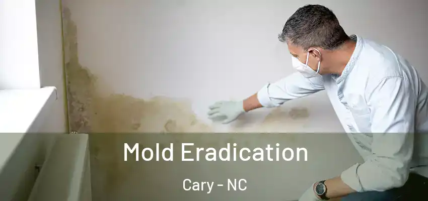 Mold Eradication Cary - NC