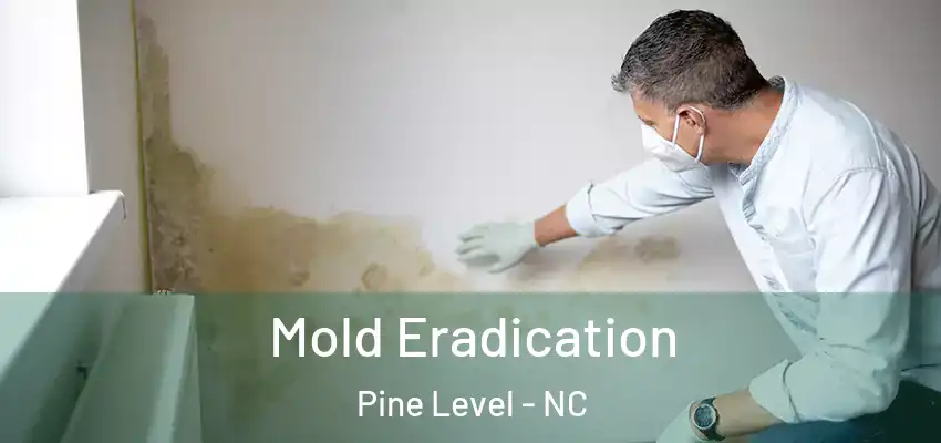  Mold Eradication Pine Level - NC