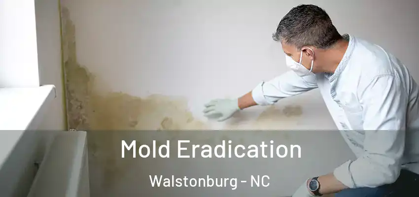 Mold Eradication Walstonburg - NC