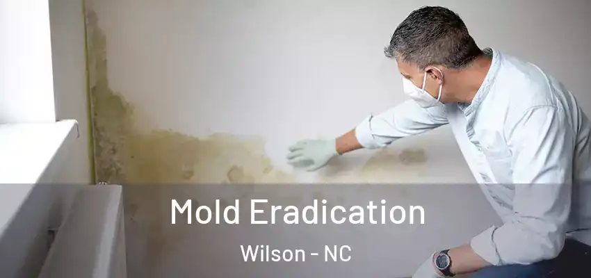  Mold Eradication Wilson - NC