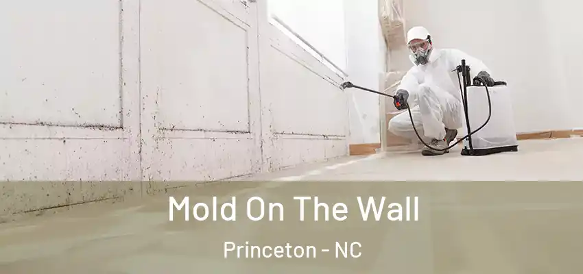 Mold On The Wall Princeton - NC