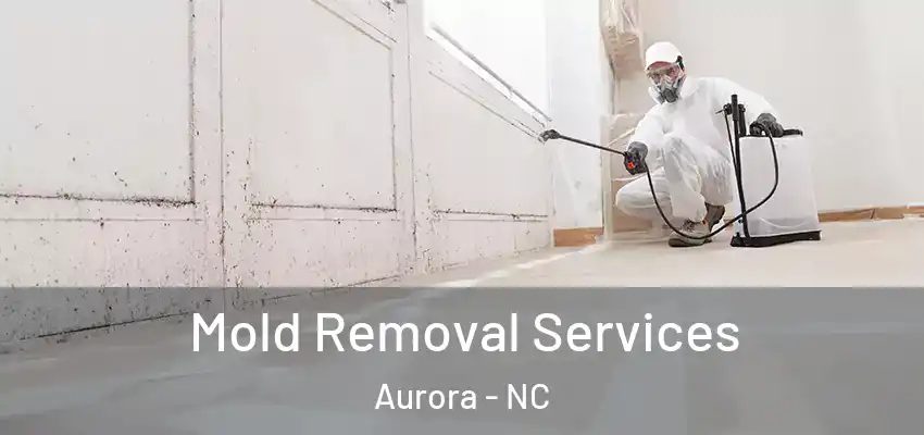 Mold Removal Services Aurora - NC