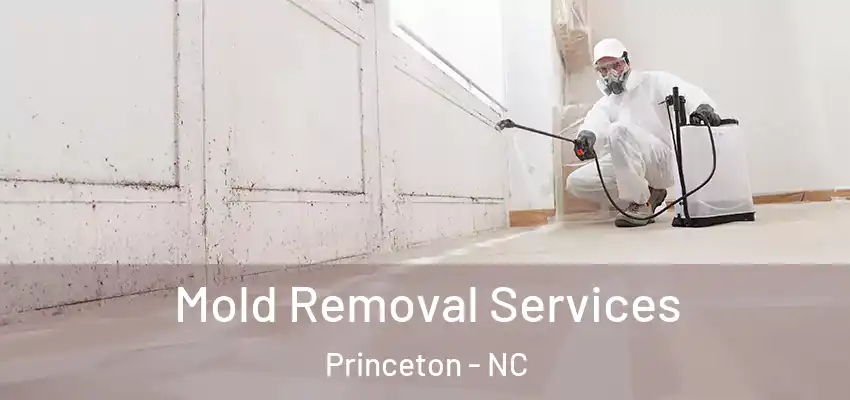 Mold Removal Services Princeton - NC