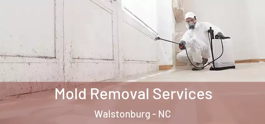 Mold Removal Services Walstonburg - NC